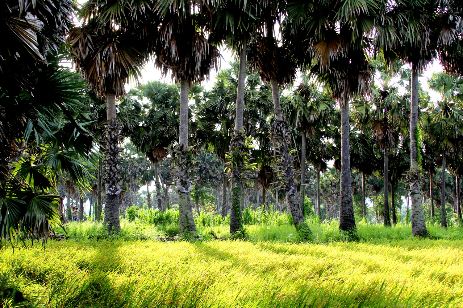 đường thốt nốt An Giang