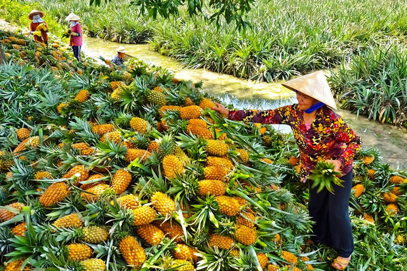 khom cau duc