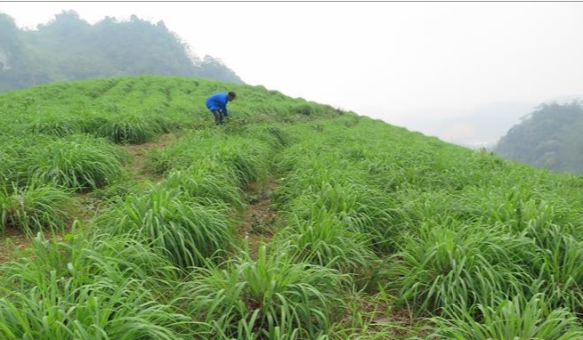 sa lao cai
