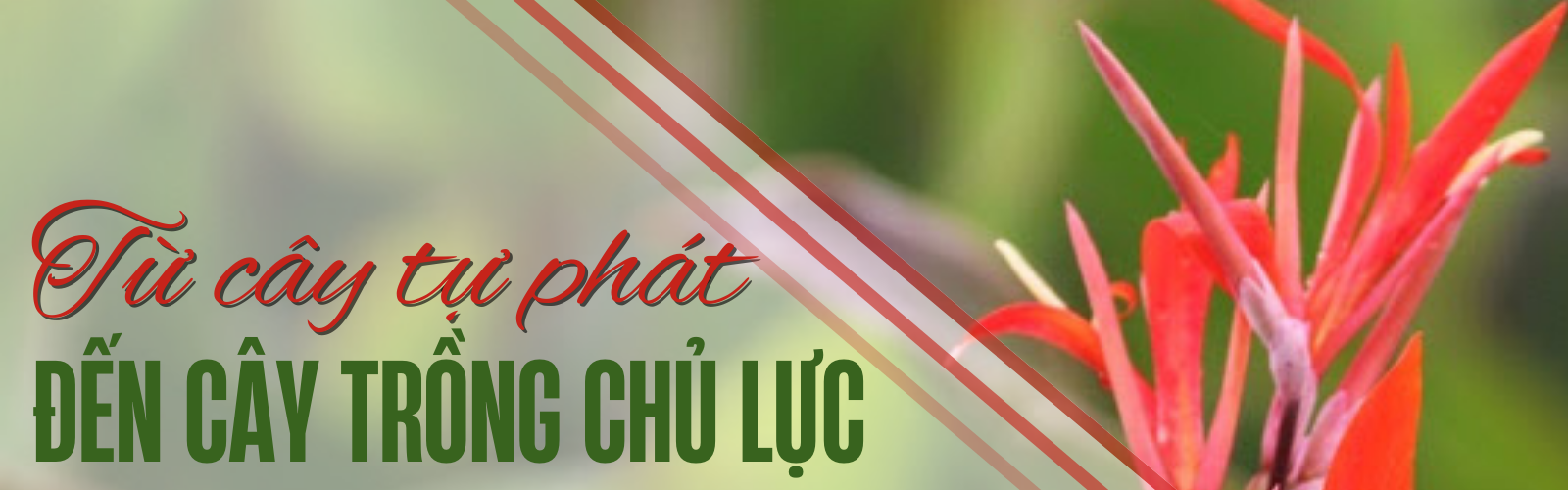 dao rieng quy mong tit