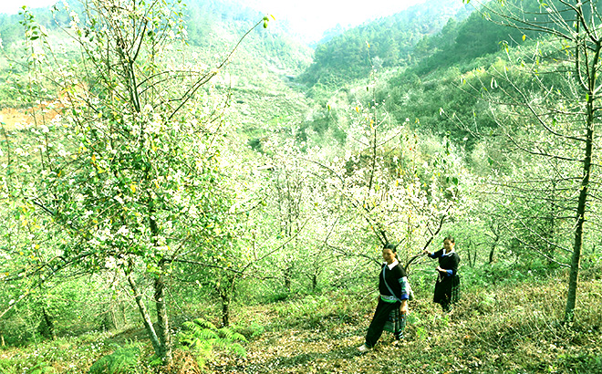 sơn tra 8