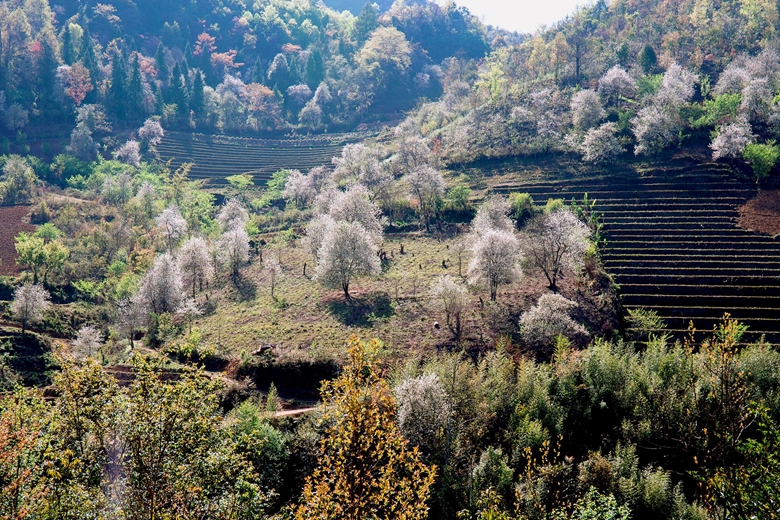 sơn tra yen bai