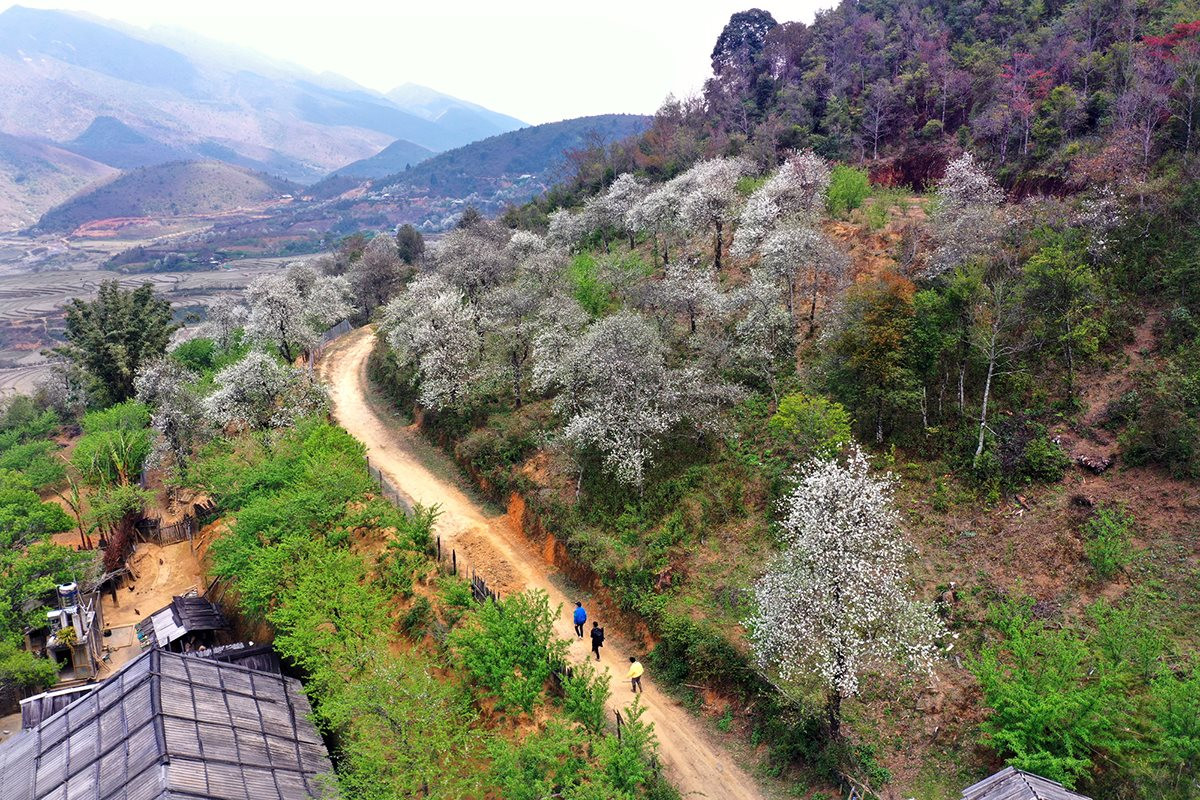 ngay hội hoa sơn tra
