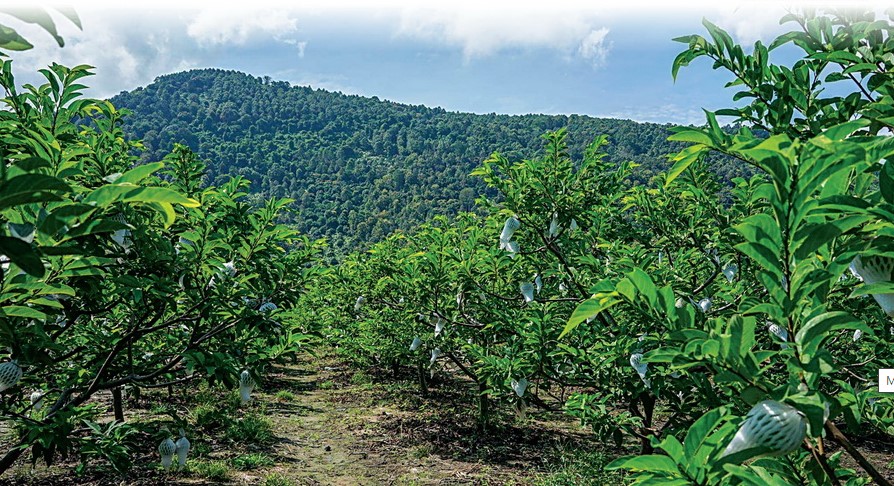 mang cau ba den