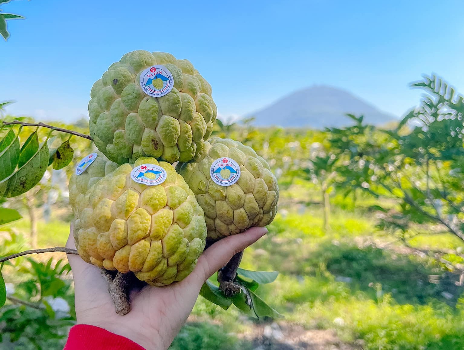 mang cau ba den vietgap