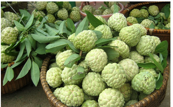 mang cau