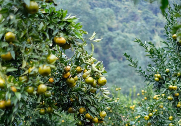vuon quyt