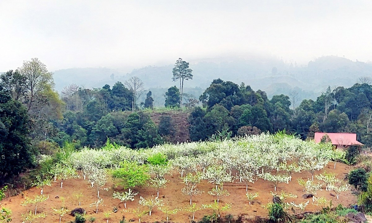 lê tai nung