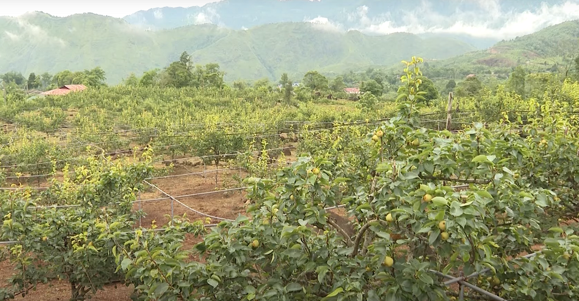 trải nghiệm hái lê
