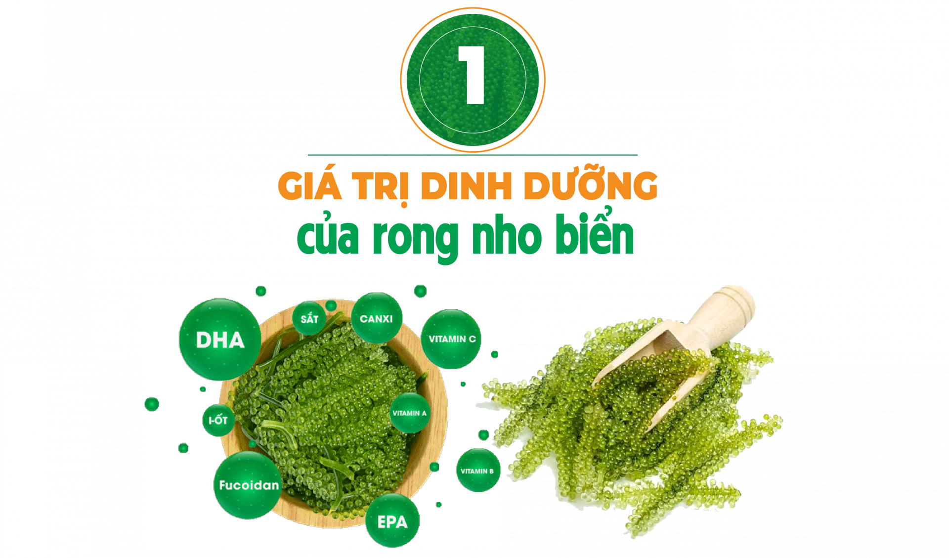 rong nho biển