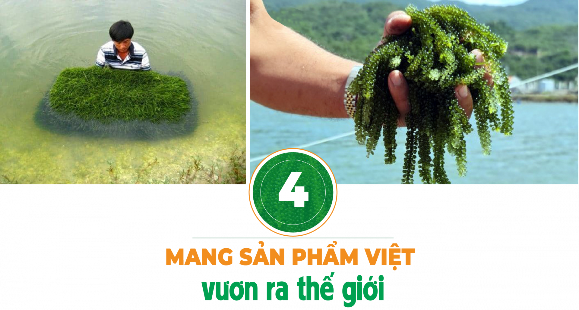 rong nho biển