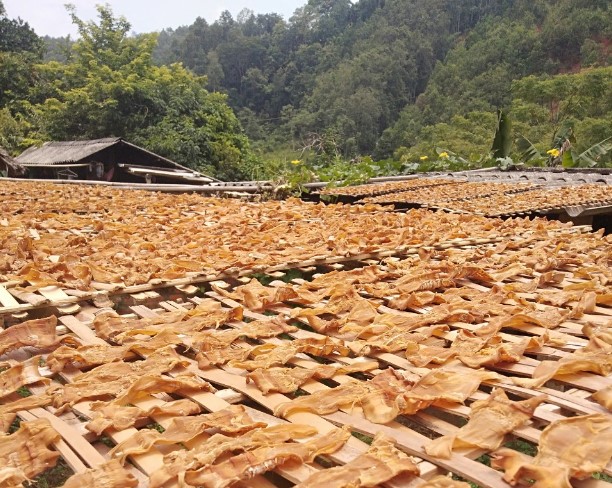 măng khô