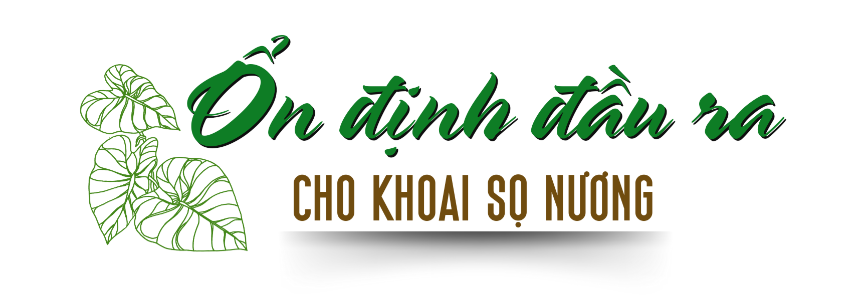 tiêu thụ khoai sọ