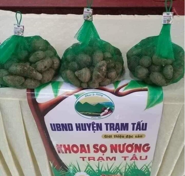 khoai sọ ocop