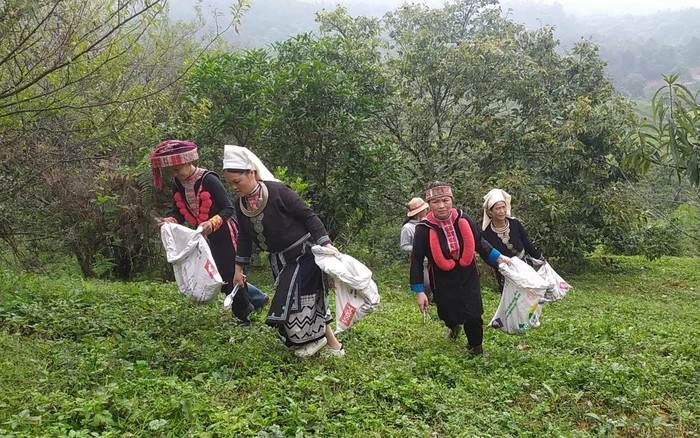 thu hoạch hạt det