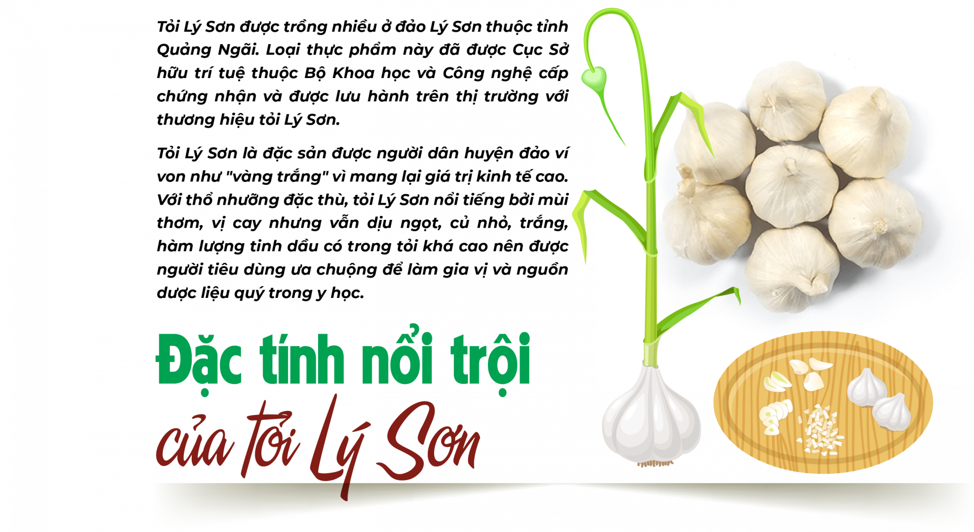 tỏi Lý Sơn