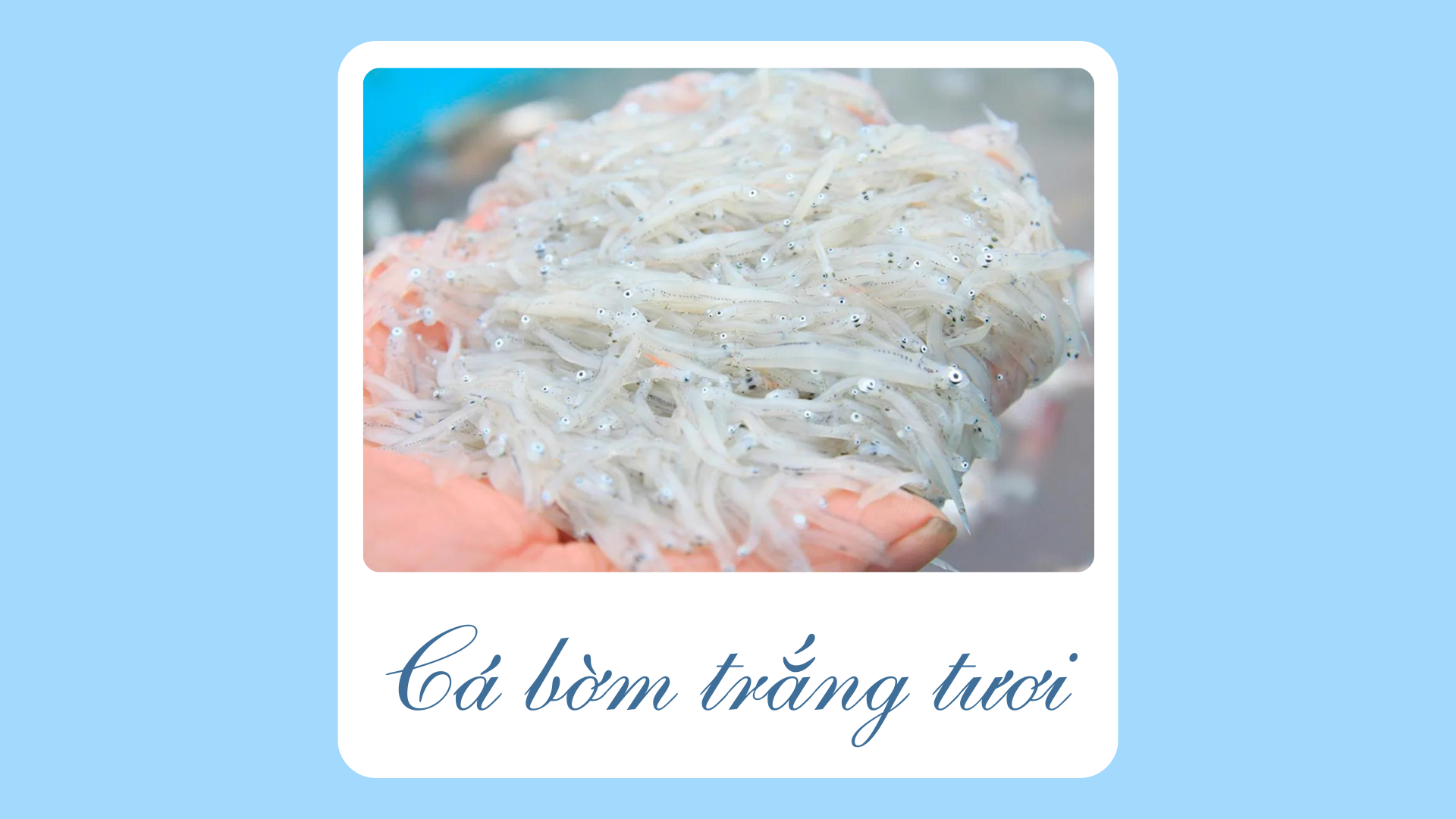 Cá bờm trắng