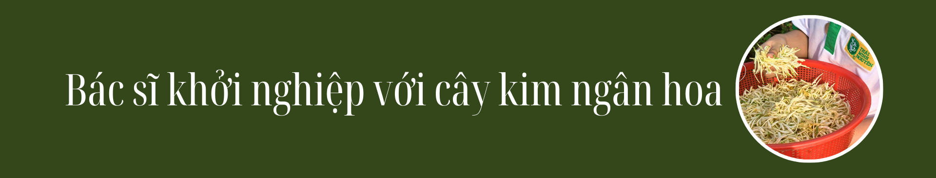 Trà kim ngân hoa