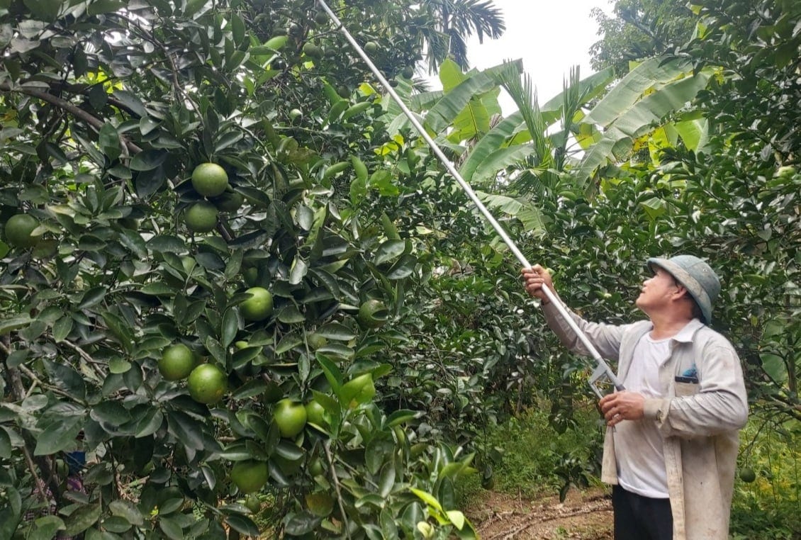 trồng cam