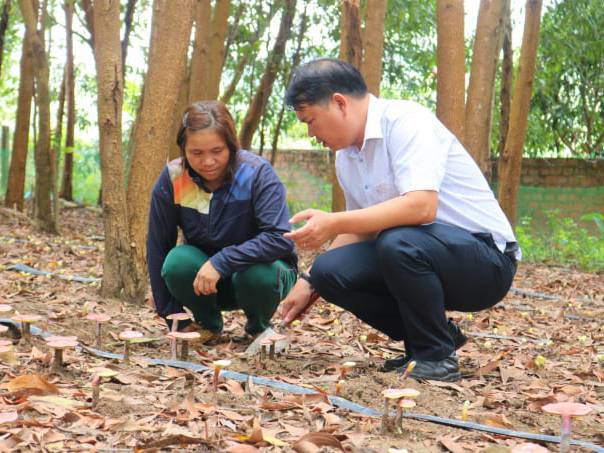 hướng dẫn trồng nấm