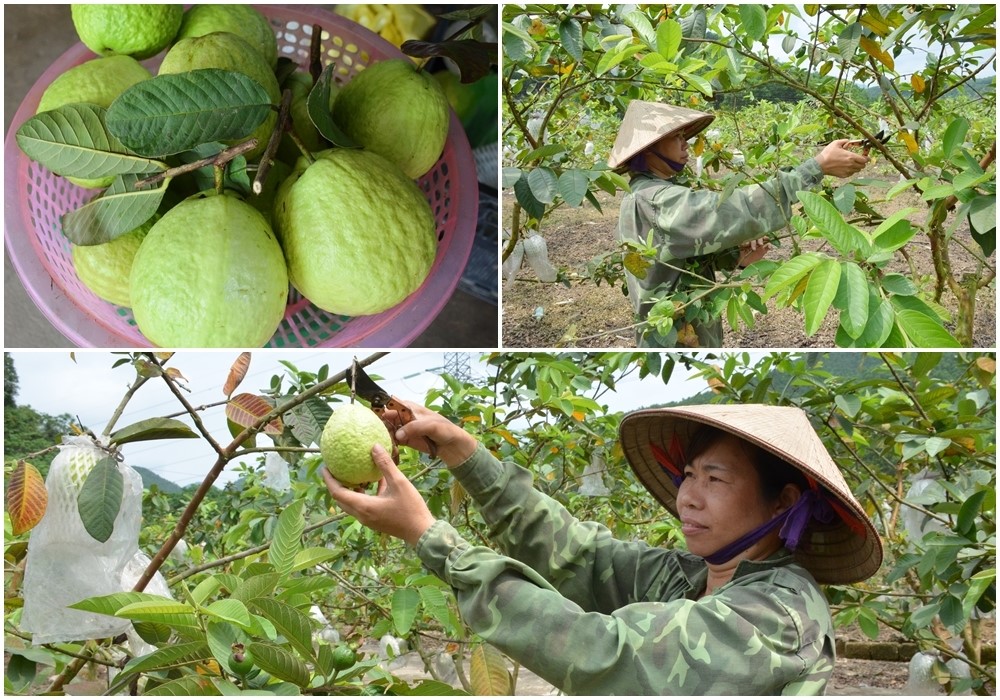 trồng ổi