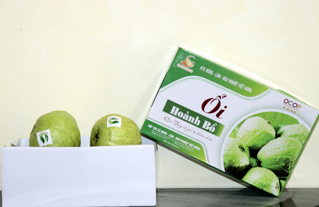 ổi ocop