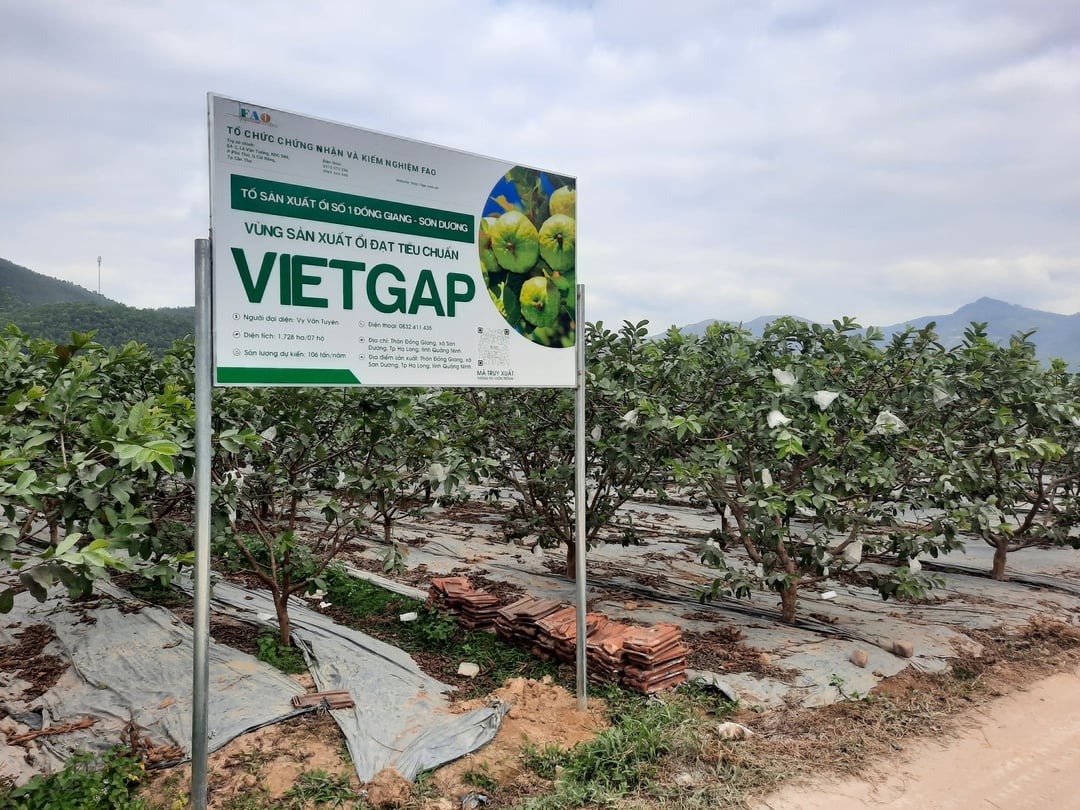 ổi vietgap