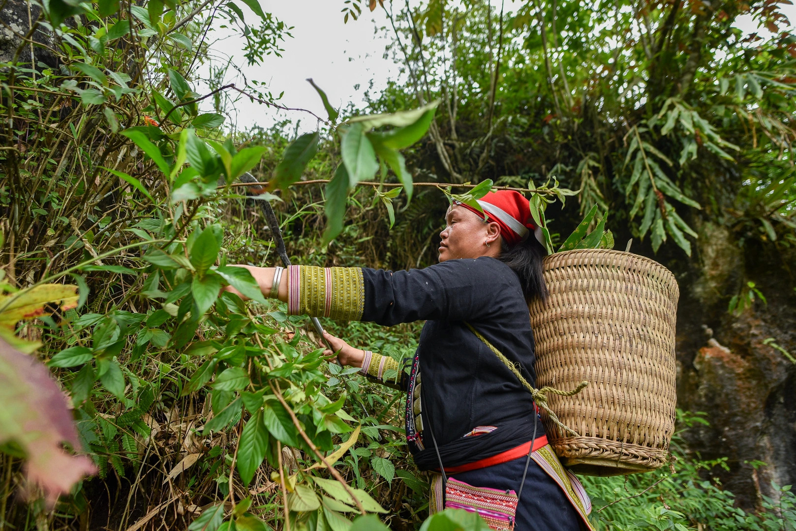 hái lá thuốc