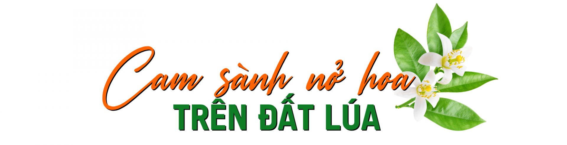 cam sanh 1