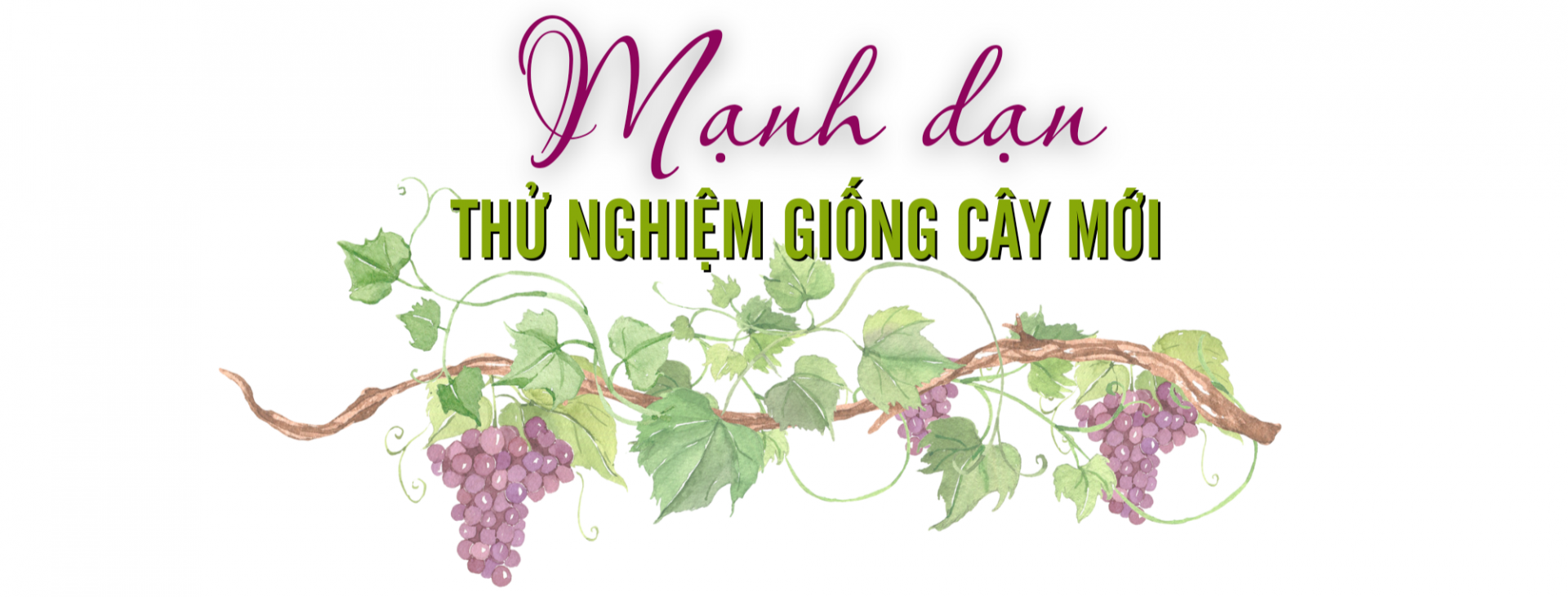 nho hạ đen 1