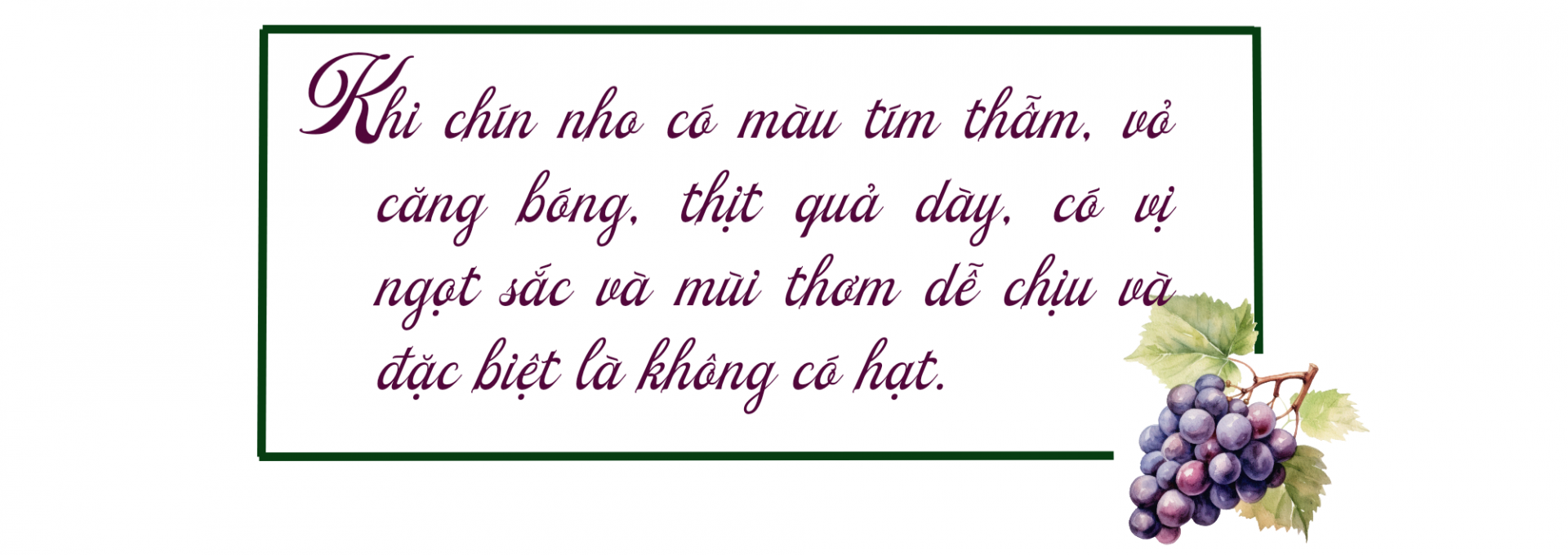 nho hạ đen