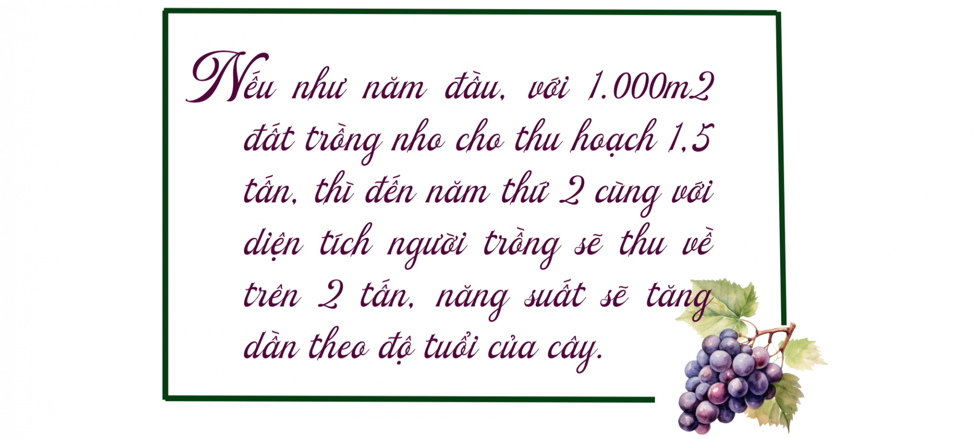 nho hạ đen 2