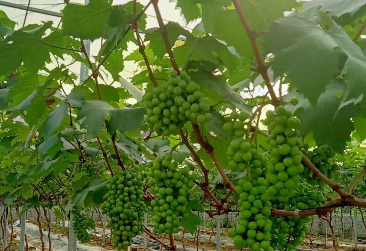 nho hạ đen