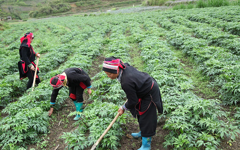 dược liệu