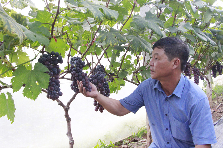 ong khánh