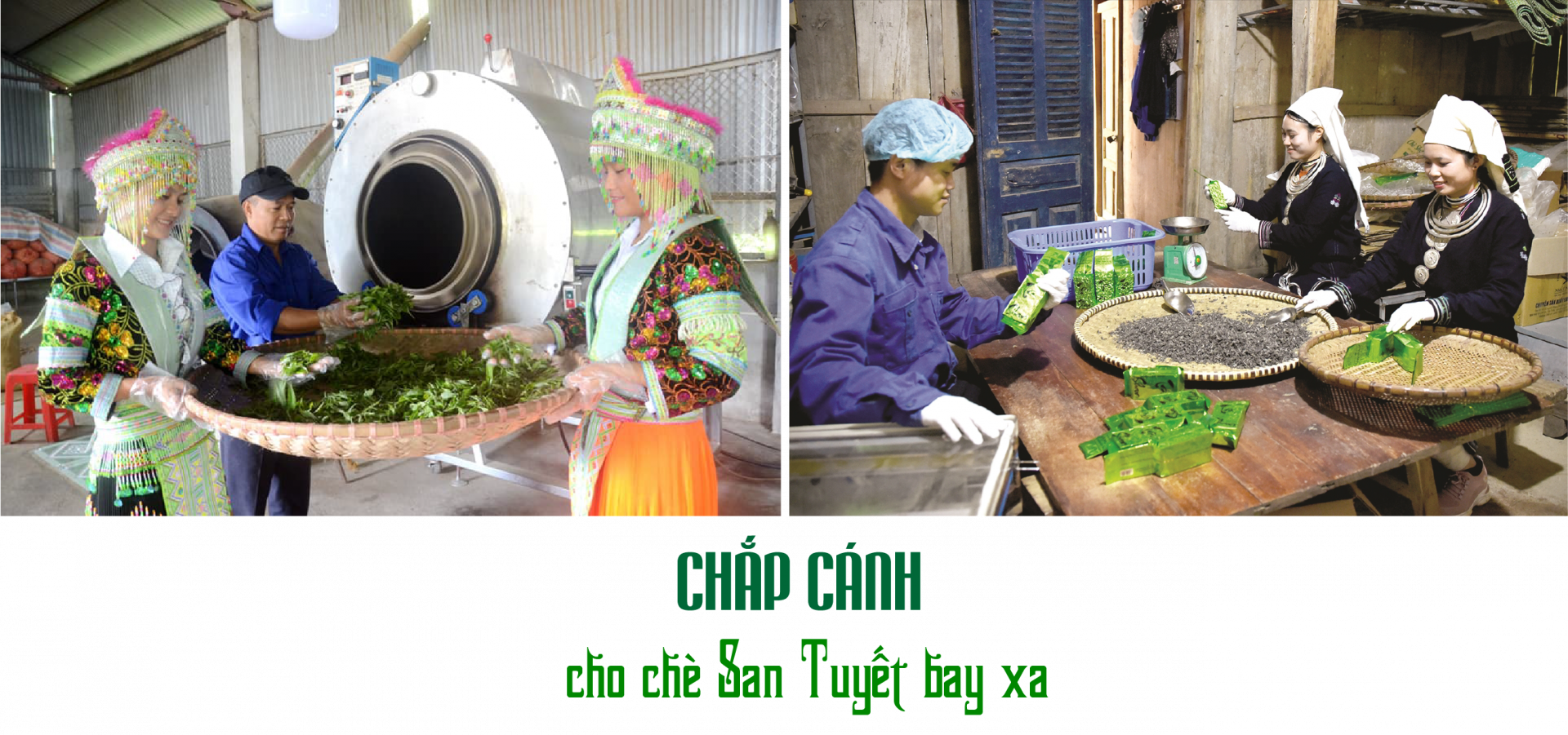 chè Shan Tuyết