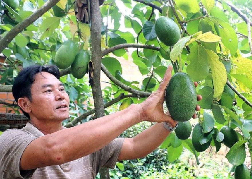 bơ núi lửa 1
