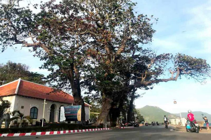 Côn Đảo - Tình yêu và nỗi nhớ