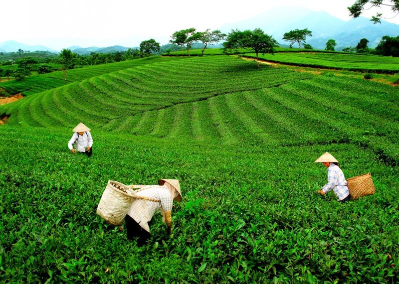 Hương Vân Trà
