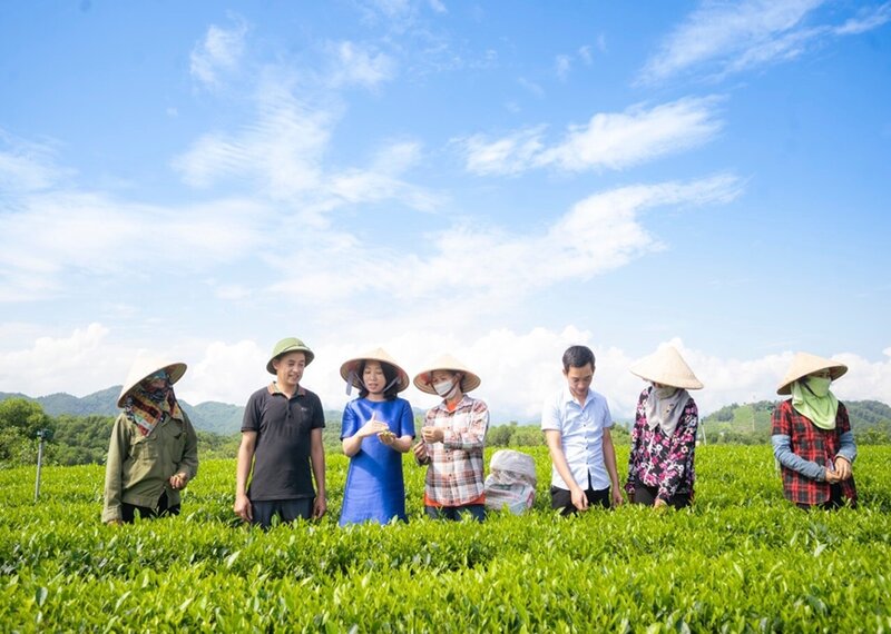 Hương Vân trà
