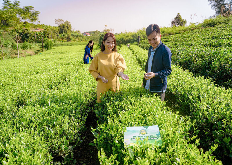 Hương Vân trà