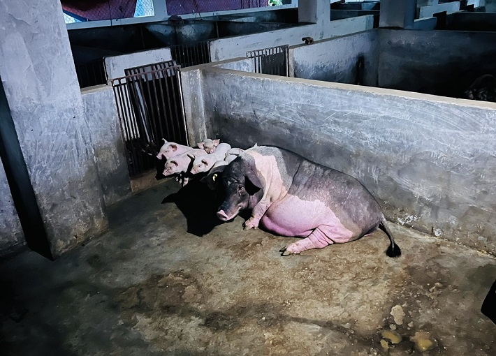 Lợn Móng Cái