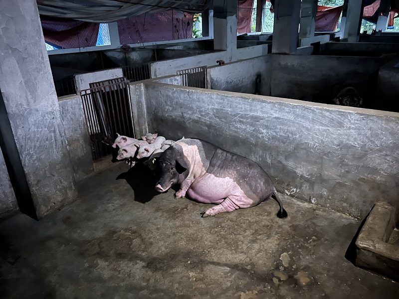 Lợn Móng Cái