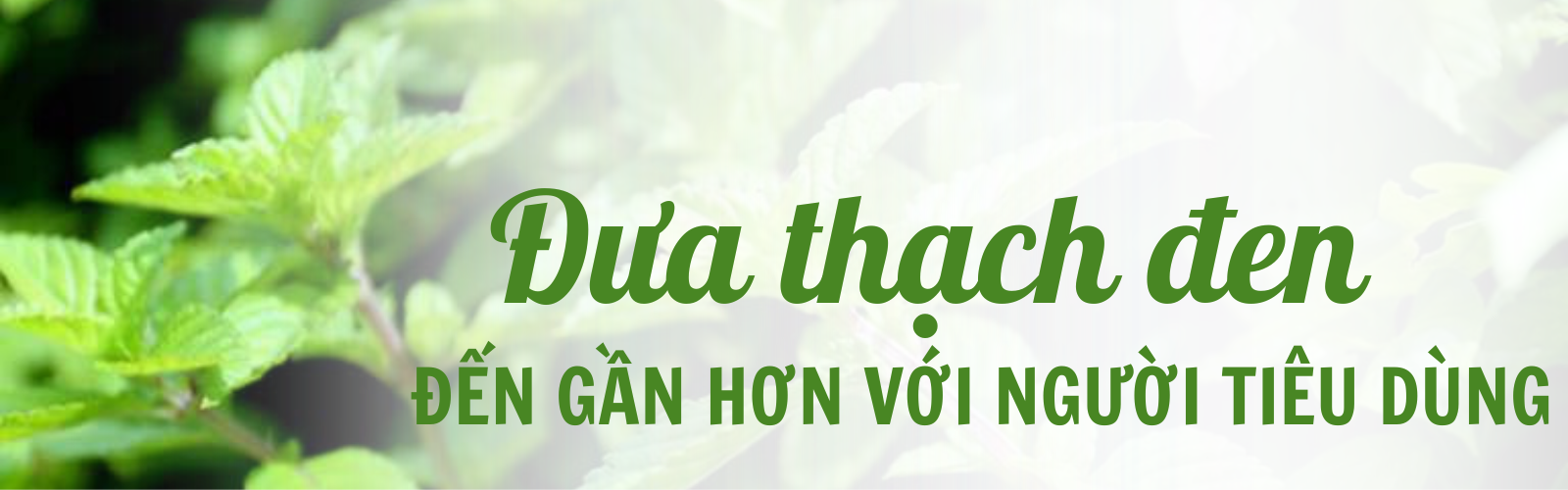 thach den cao bang b