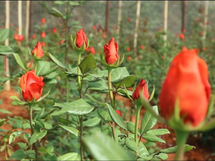 hong da lat 1