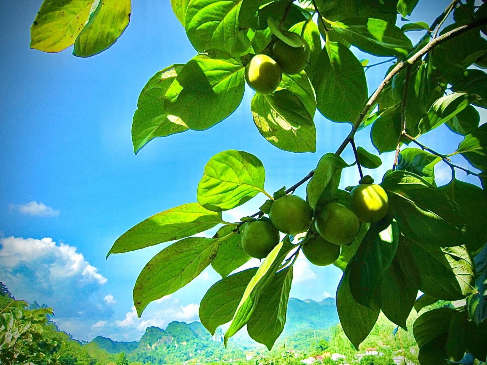 vùng trong