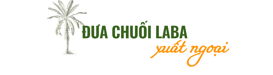 chuối laba 2