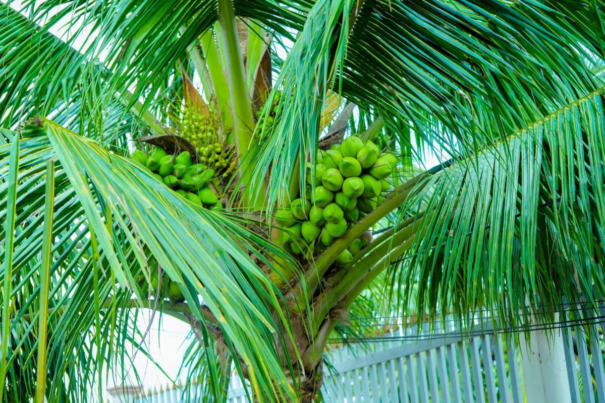 dừa sáp