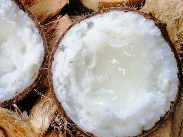 dừa sáp 3