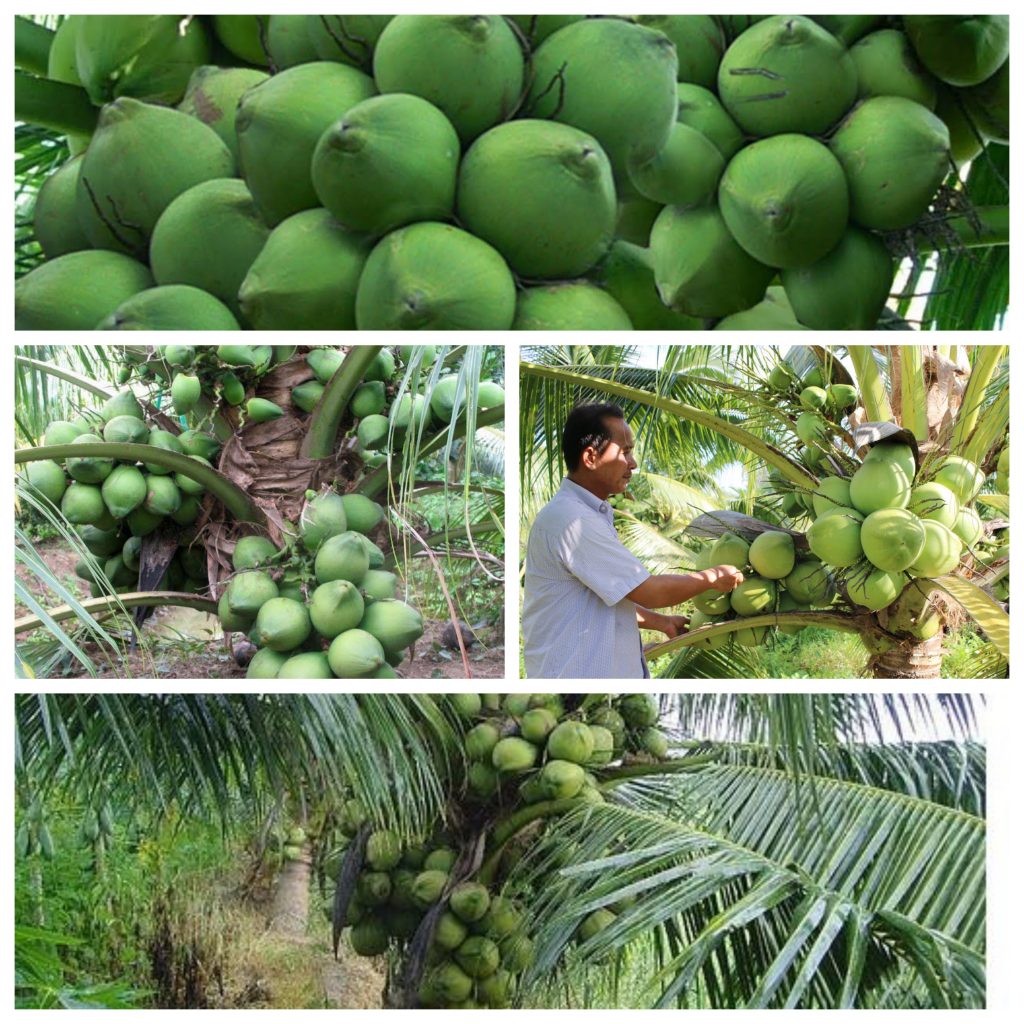 dừa sáp 3